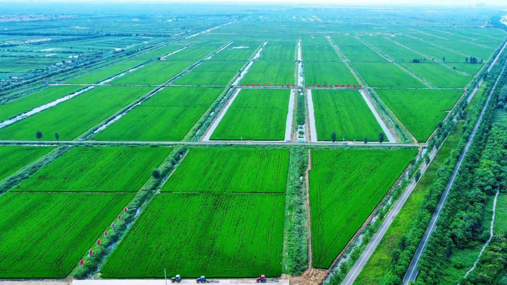 山东潍坊盐碱地上粮丰菜绿果飘香