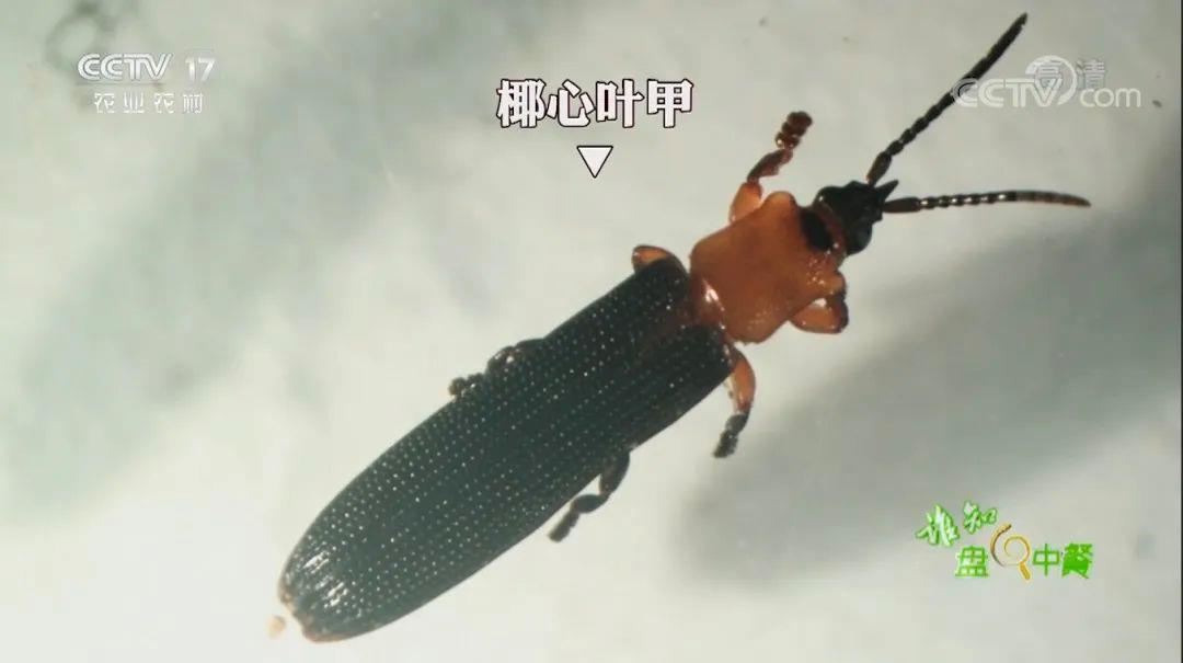 别看椰心叶甲只有瓜子大小危害性极大它们以椰树新生