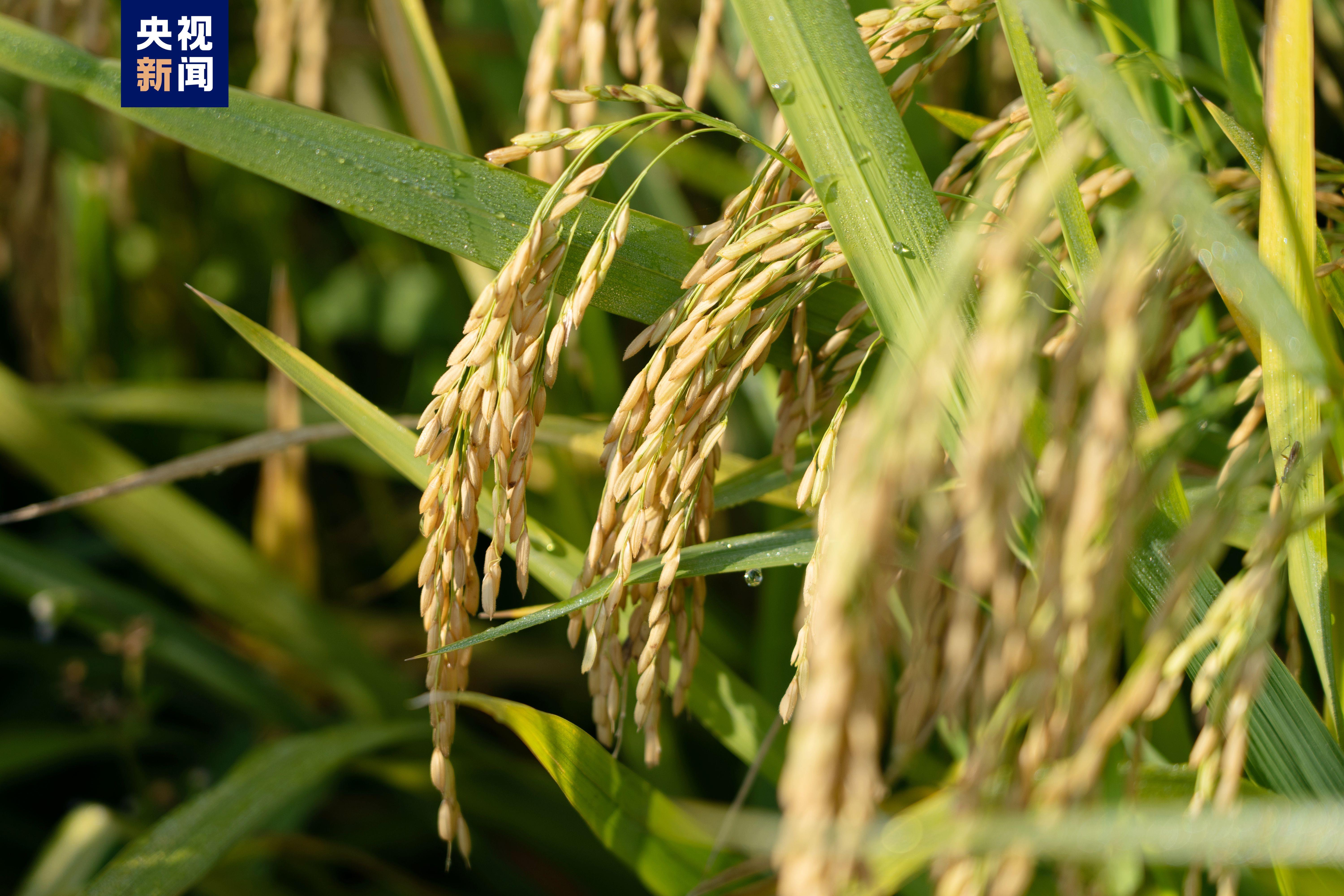 云南红河蒙自个旧袁隆平超级杂交水稻示范基地迎来测产