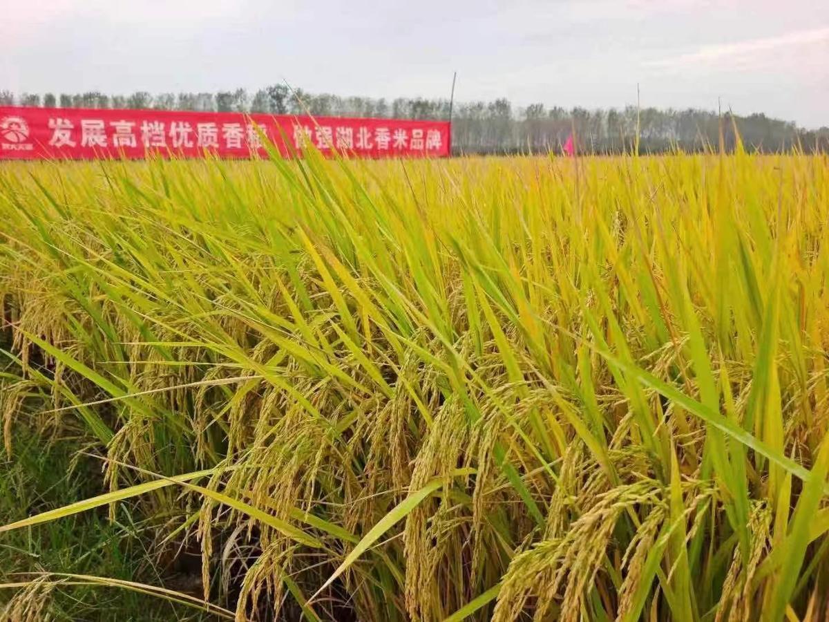 仙桃：发展优质香稻 做大香米品牌-荆楚网-湖北日报网