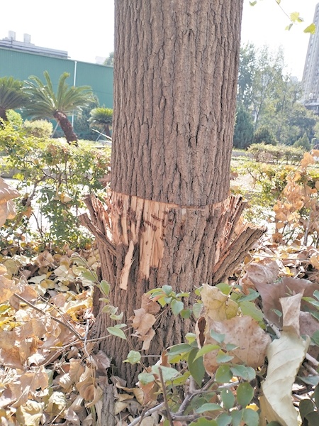 小區內粗壯楊樹遭剝皮疑為居民不滿飄絮所致園林部門稱後期對受傷樹木