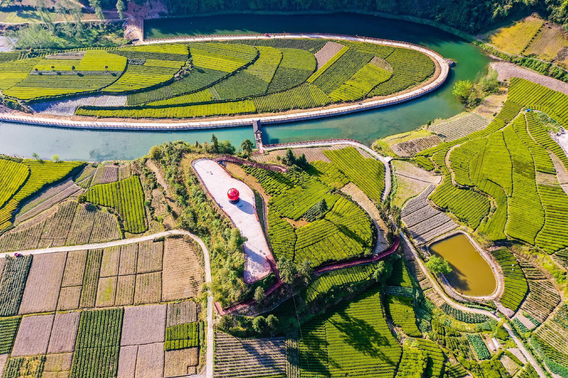 利川市毛坝镇五二村,青山绿水环抱的茶园,片片嫩绿的新叶油光发亮