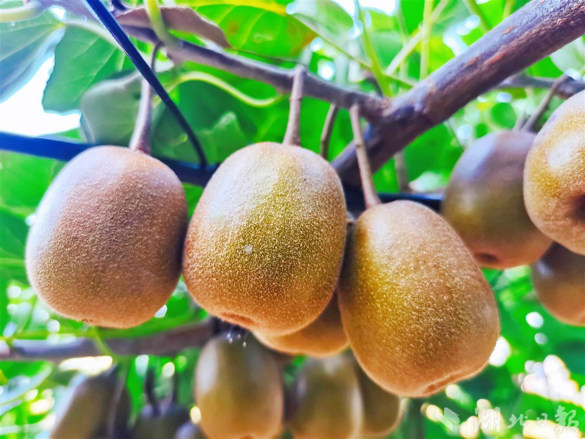 丰收啦恩施市七里坪街道长堰塘村瓜果飘香