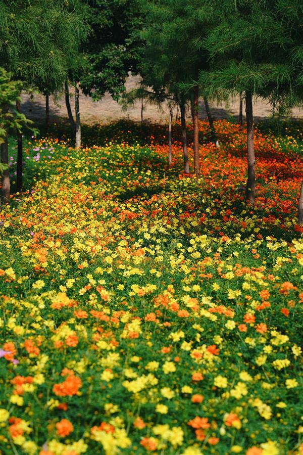 广安邻水四季花海图片