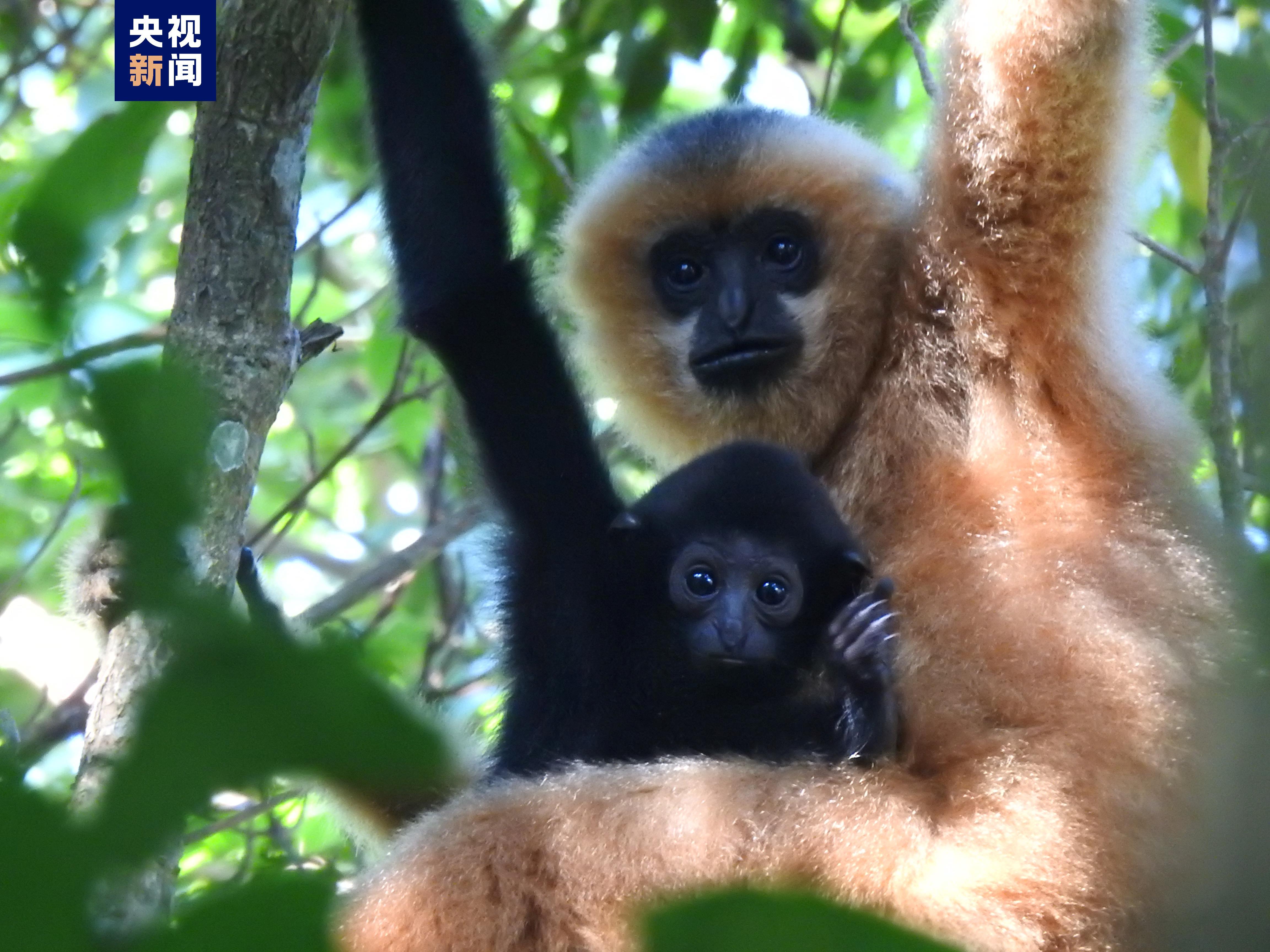 海南热带雨林国家公园:至少已发现28个野生动植物新成员