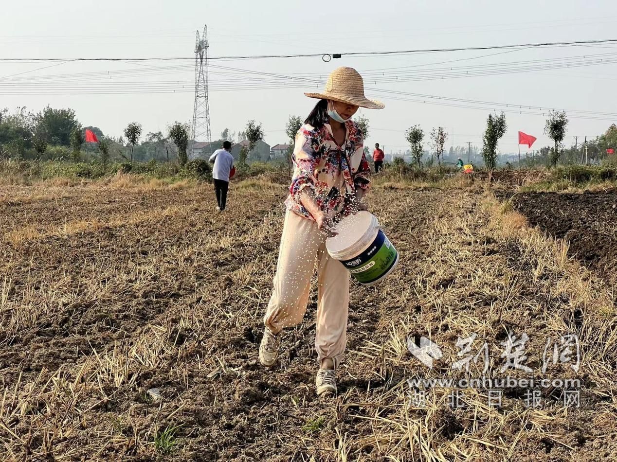 白沙镇是农业种植大镇,也是油菜种植的重点乡镇之一,为调动群众发展