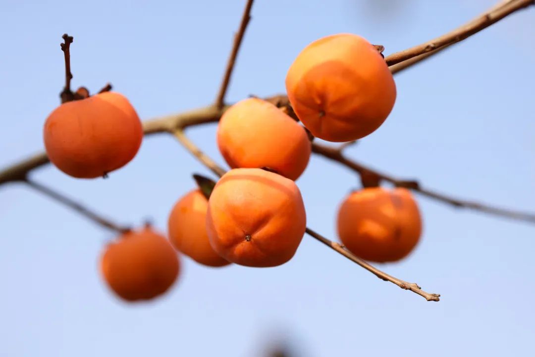 霜起柿子红，许你“柿柿”如意-荆楚网-湖北日报网