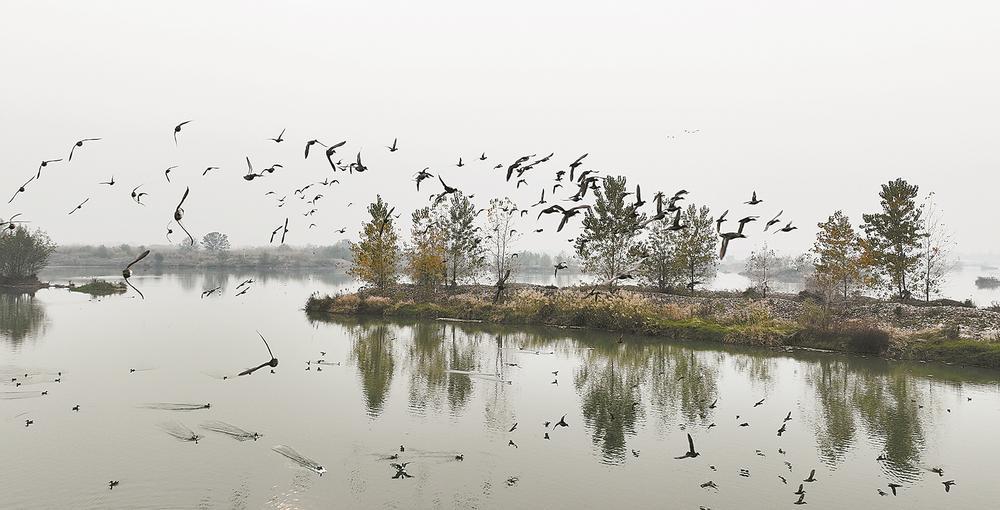长寿岛国家湿地公园生态美群鸟归游客多