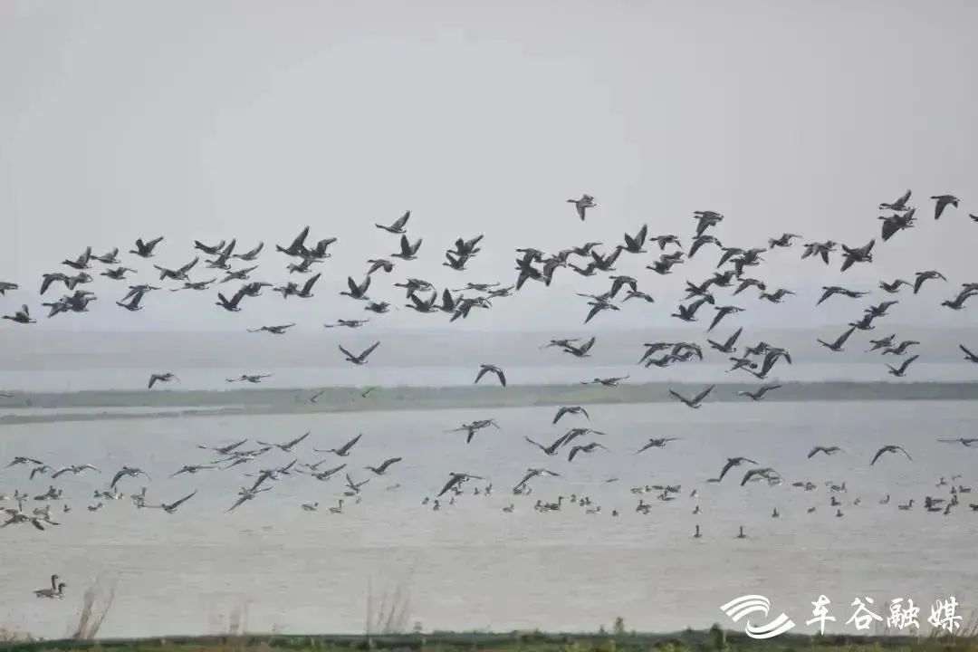 武湖湿地图片