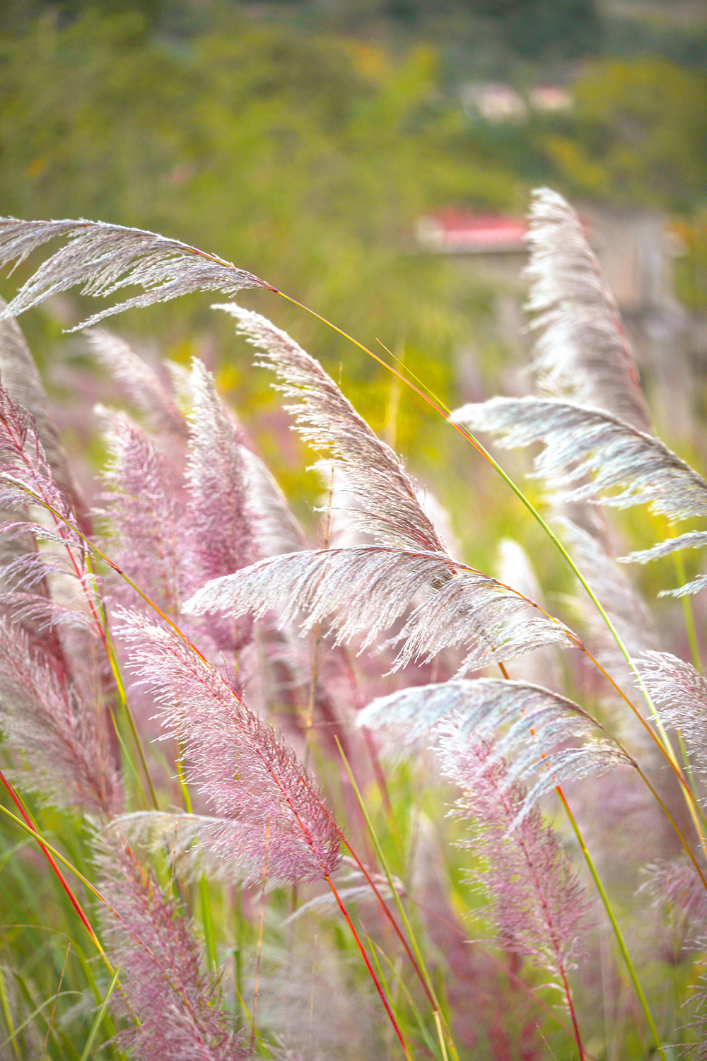 组图|快来打卡巴东的芦苇荡