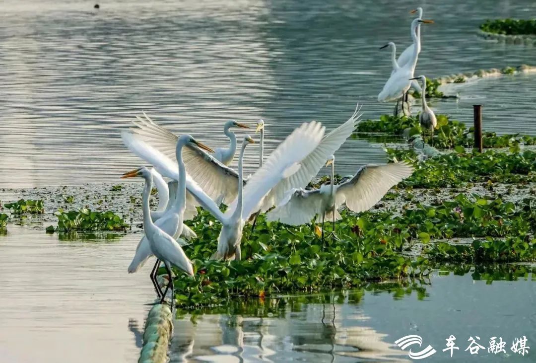 武湖湿地图片