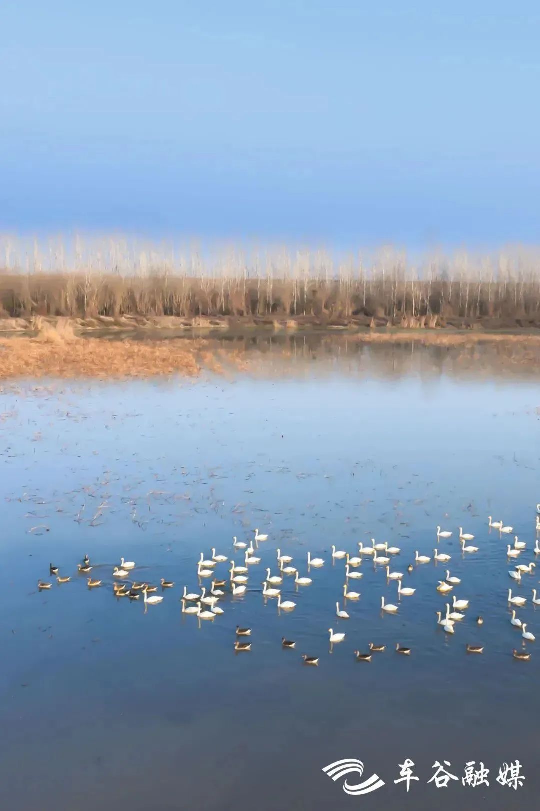 武湖湿地图片