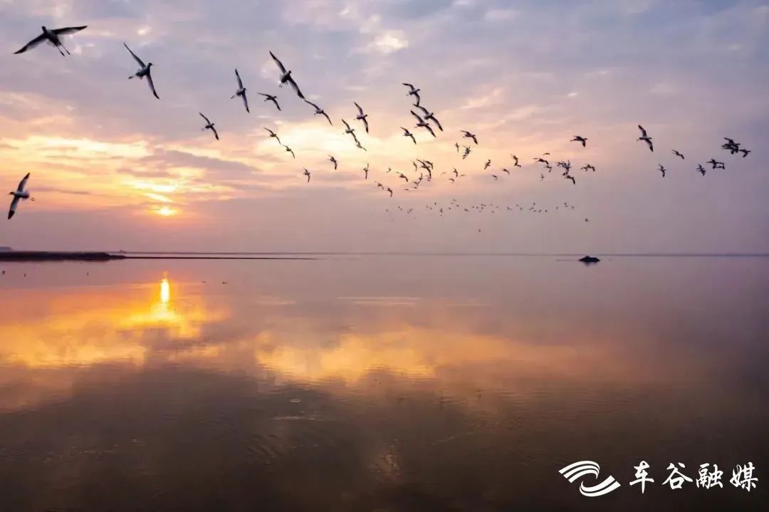 武湖湿地图片