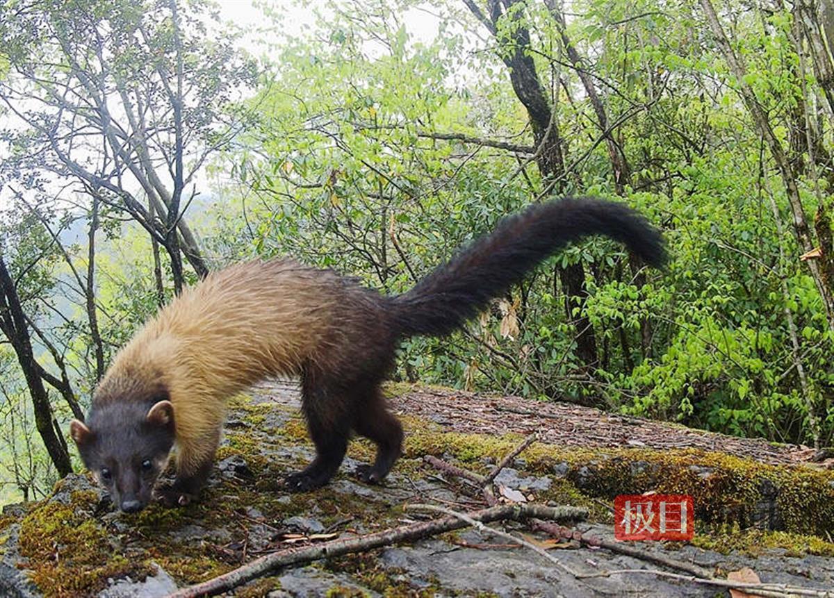 竹山县堵河源保护区发现147种国家重点保护野生动植物