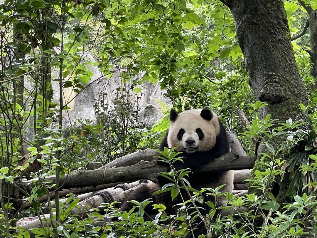 天下"滚滚"一个样?成都大熊猫基地"熊脸识别"让国宝也"刷脸"-荆楚网-