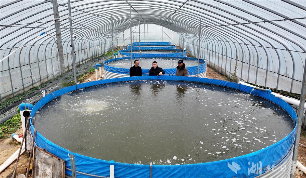 新春走基层车间田野话信心樊城区徐堤村95后小伙巨型水桶养鳜鱼