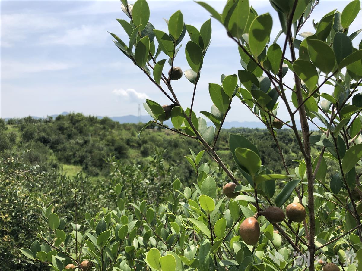 林草局签订油茶发展目标责任书 3年内油茶面积达642万亩 茶油产能14