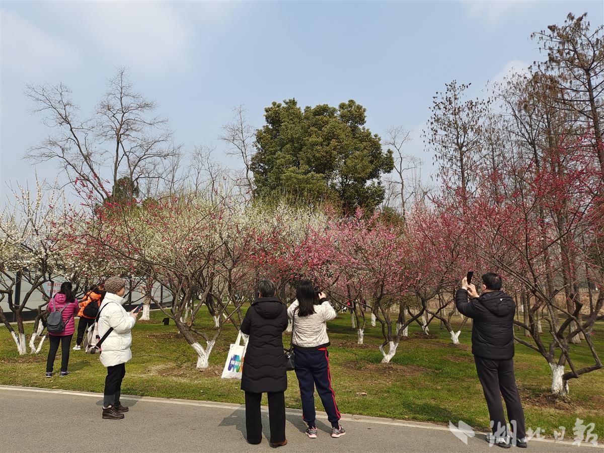 汤湖公园梅花图片