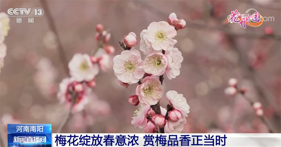 二月二龙抬头 一起领略生机勃发的花开中国-荆楚网-湖北日报网
