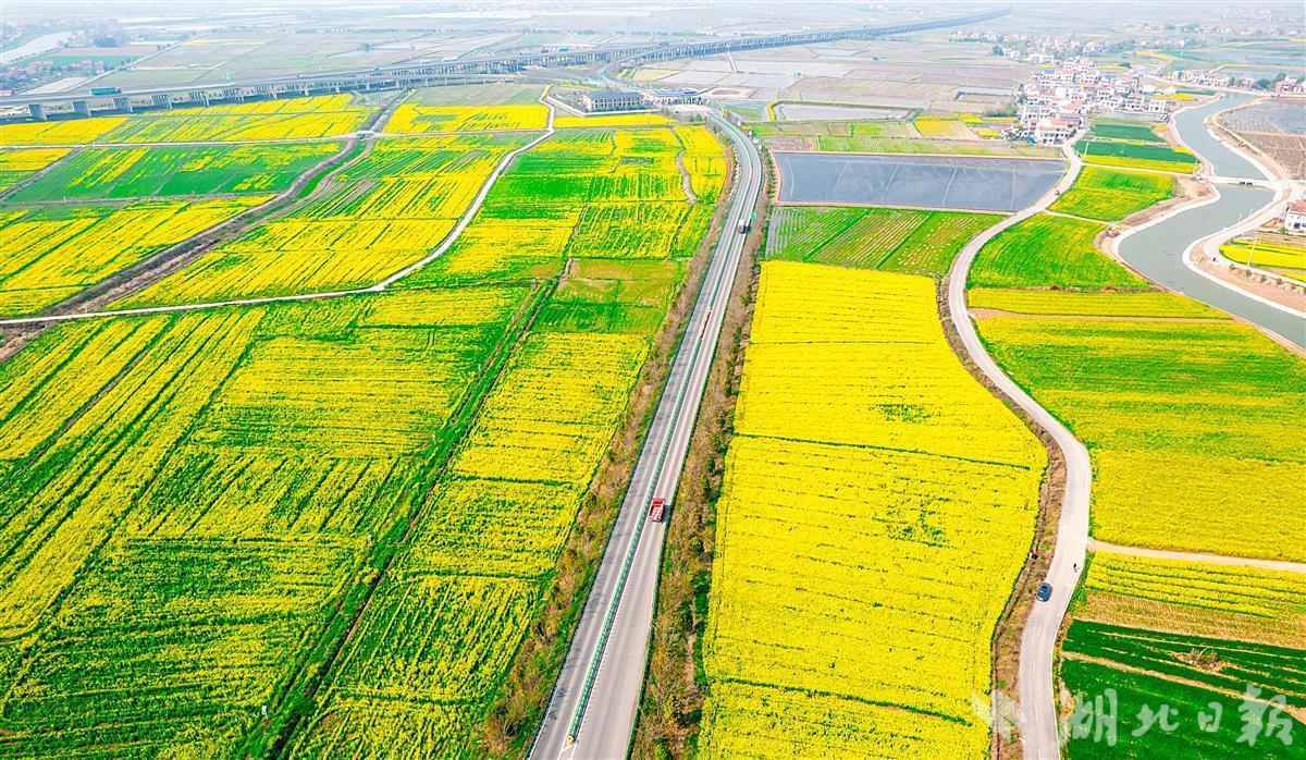 江夏油菜花图片