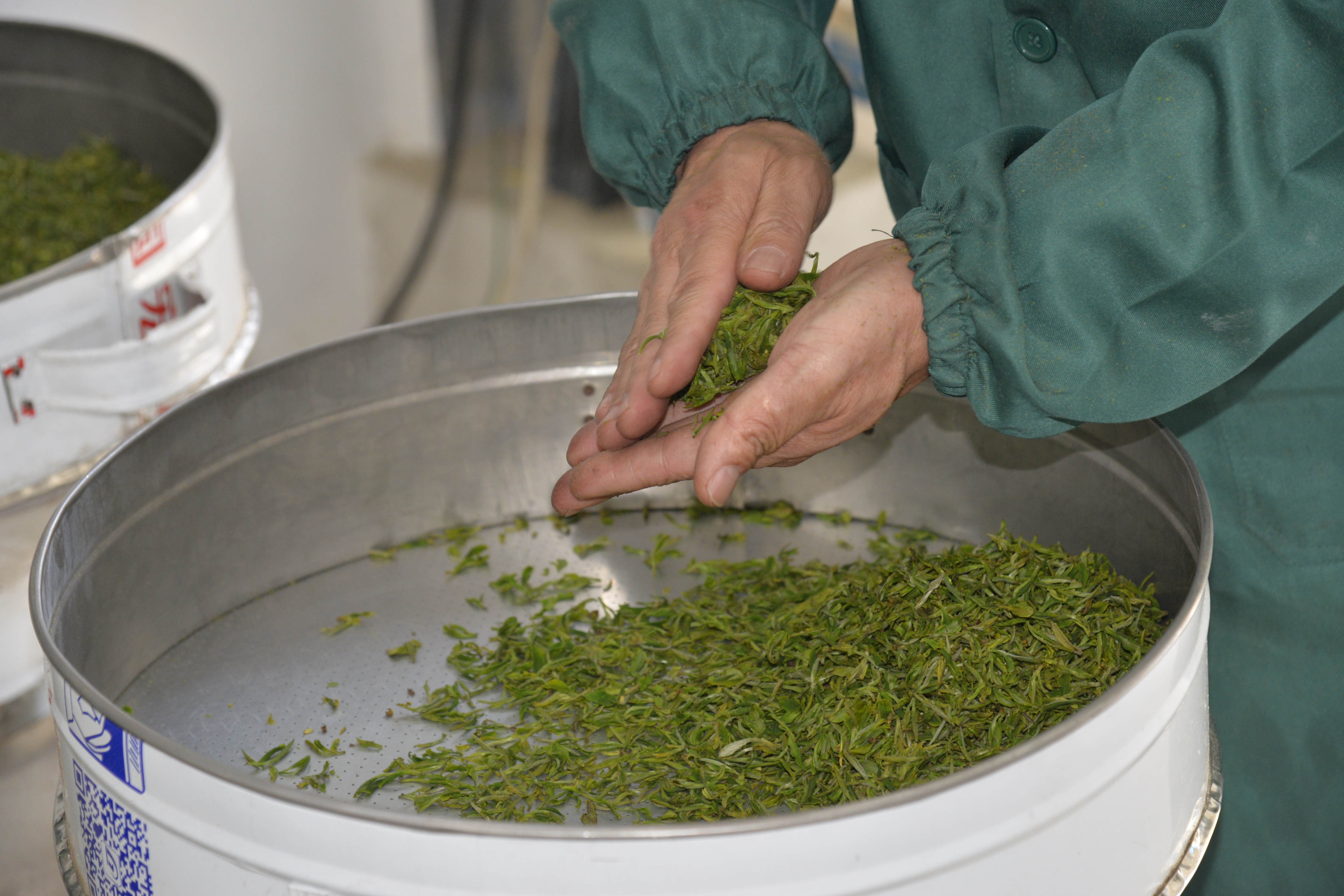 利川市沙溪乡春暖茶飘香