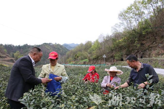 目前,郧西县观音镇双掌坪村有茶园2500余亩,500余户农户种茶,茶叶产业