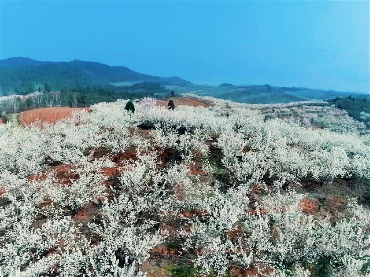 襄阳桃花岭生态园门票图片