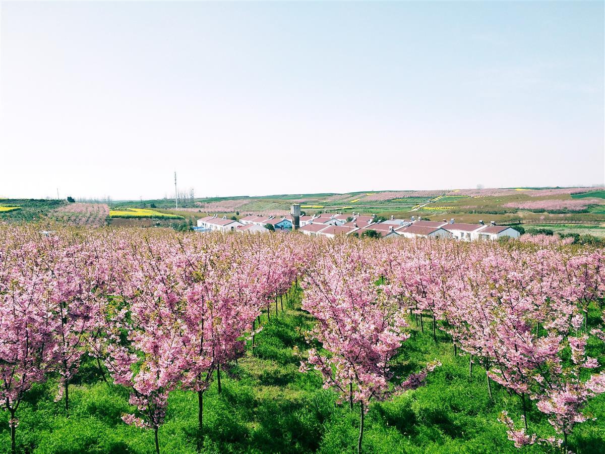 襄阳桃花岭生态园门票图片