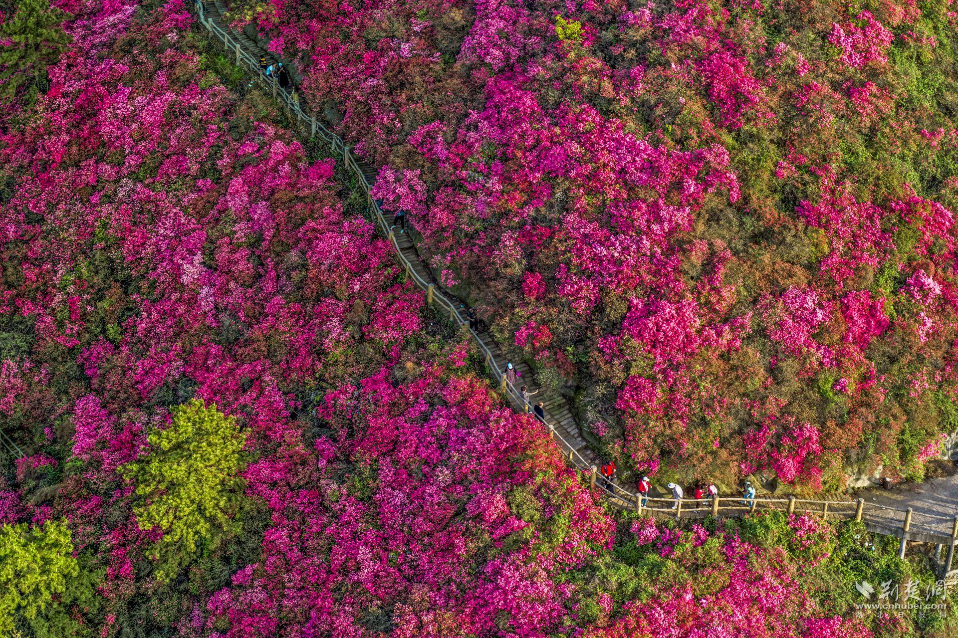 10000亩巨型花海 武汉近郊开满映山红-荆楚网-湖北日报网