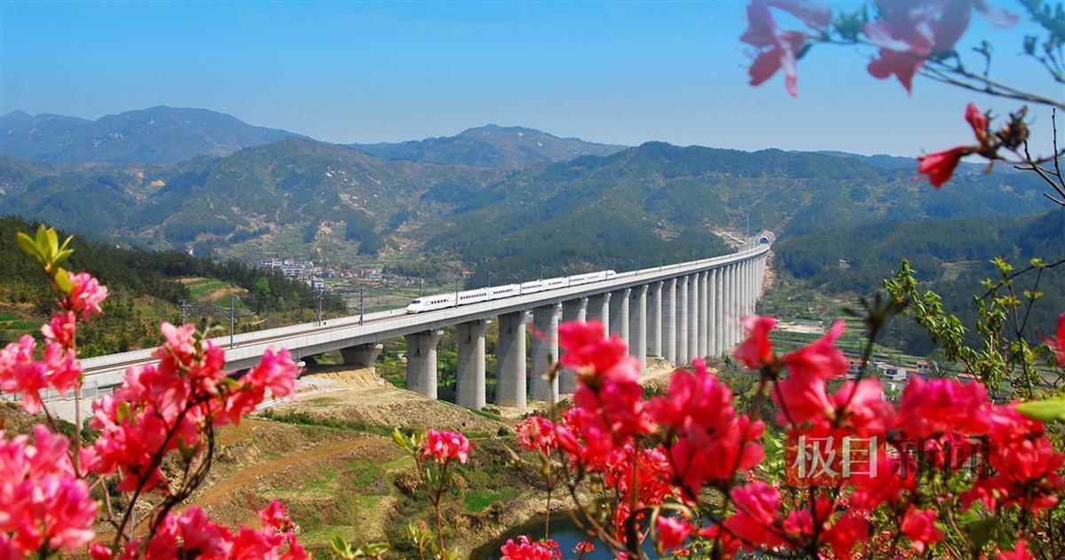 湖北麻城杜鹃进入盛花期武铁周末两天连开赏花专列