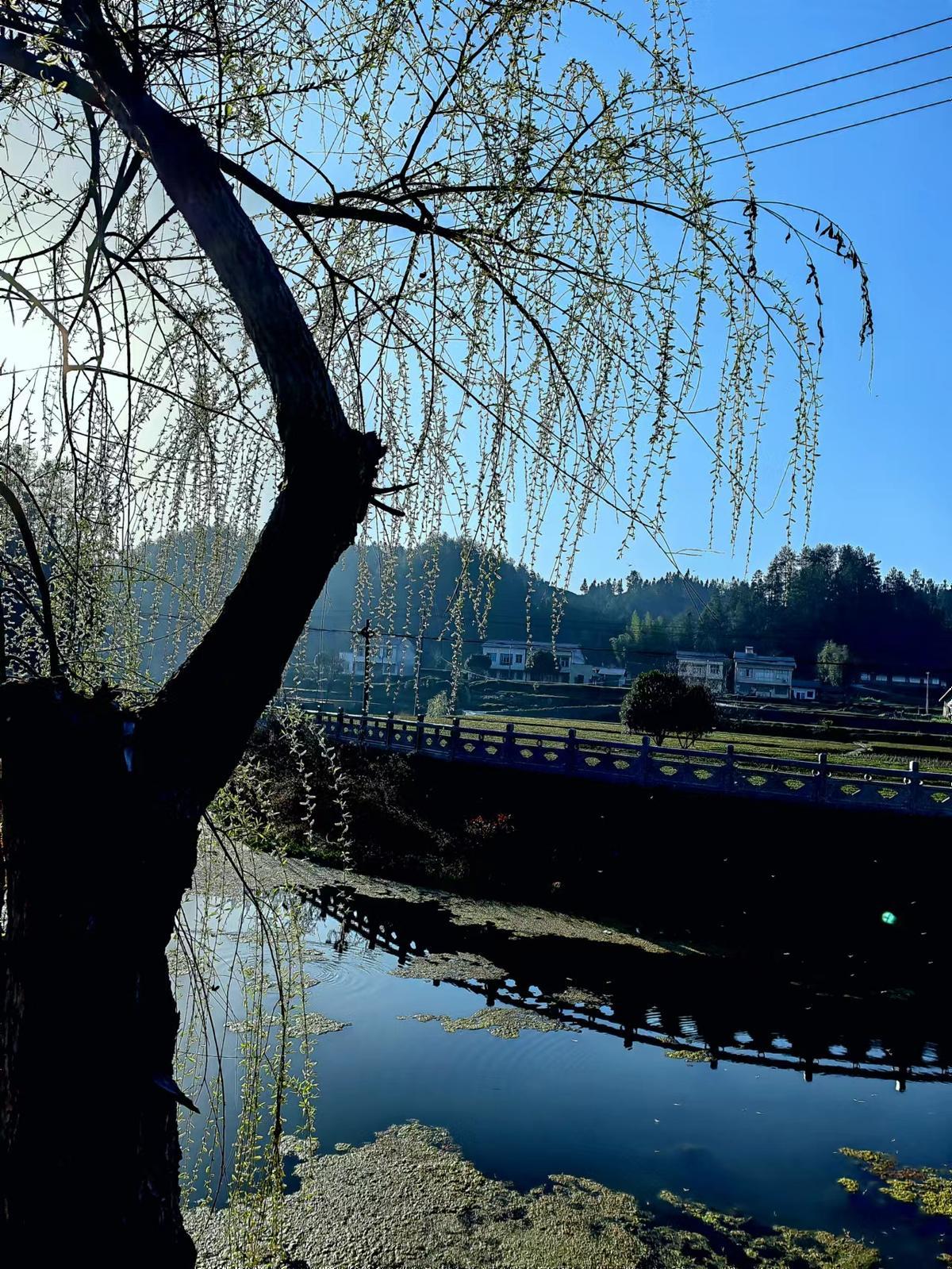 鹤峰春之印象春风杨柳万千条