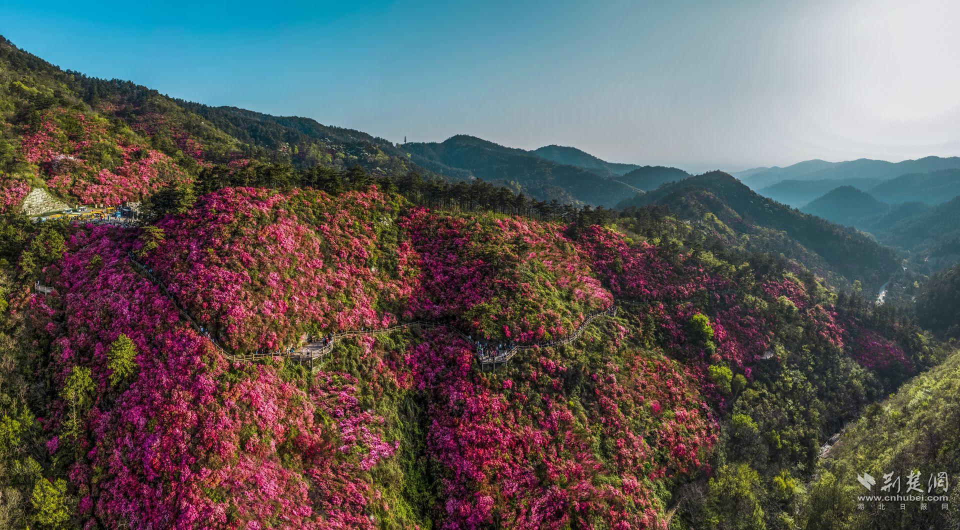 10000亩巨型花海 武汉近郊开满映山红-荆楚网-湖北日报网