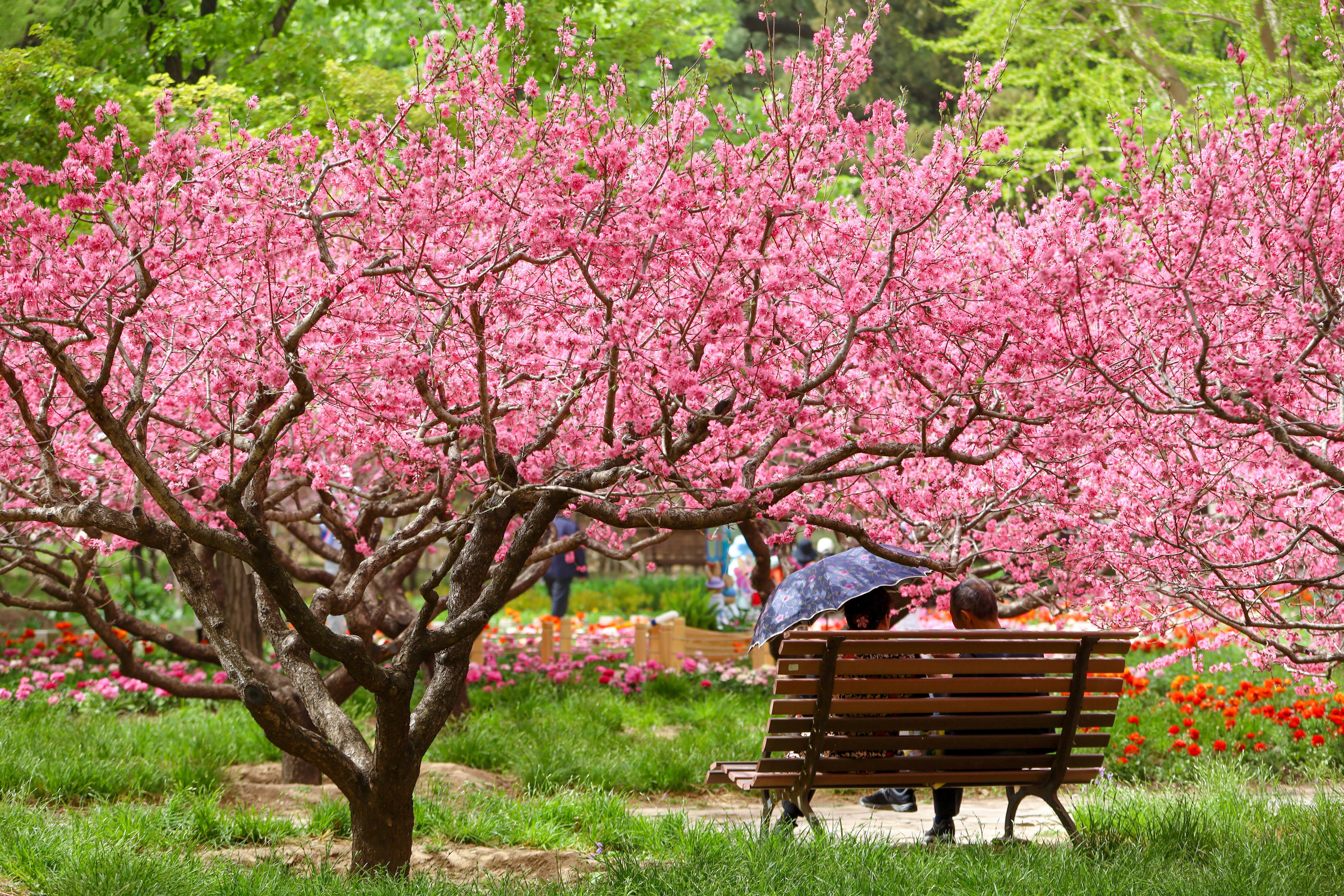 五一假期去哪北京推荐多处舒适度较高的公园