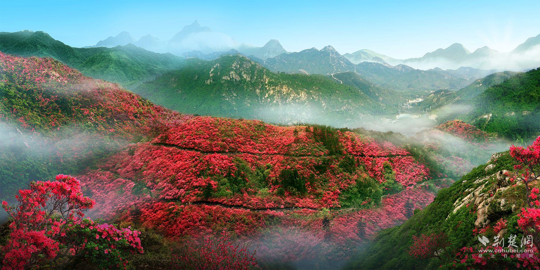 10000亩巨型花海 武汉近郊开满映山红-荆楚网-湖北日报网