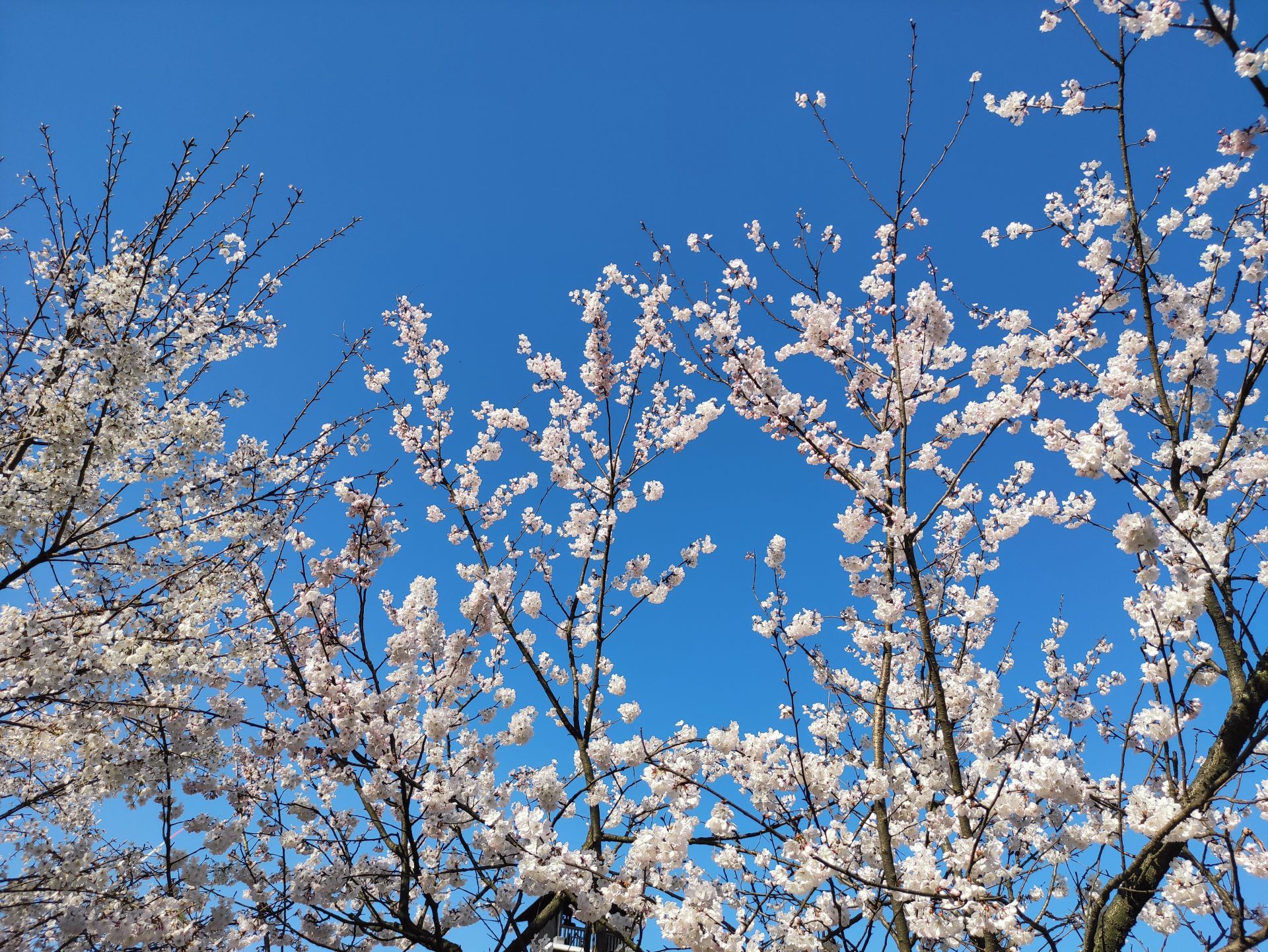 咸安大幕山樱花烂漫时