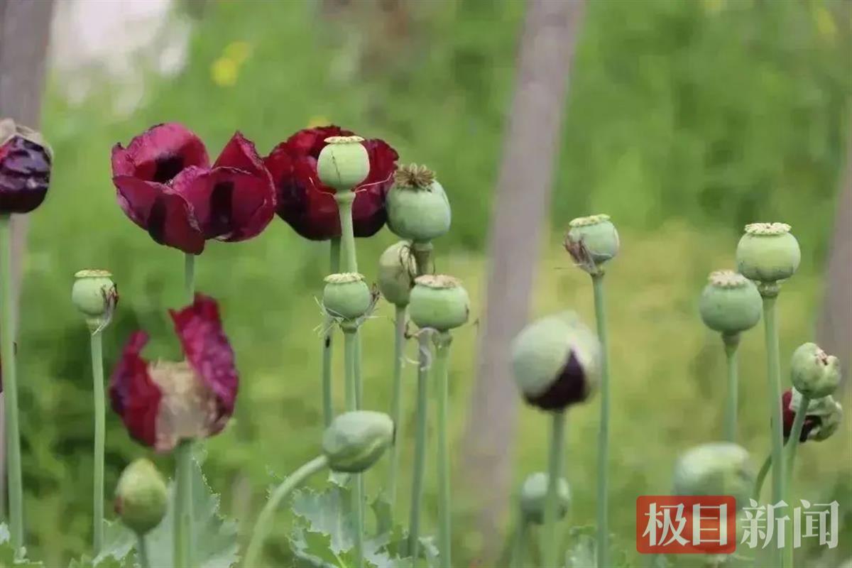 罂粟虞美人的果实很小;罂粟的果实大而饱满,表面割开后有白色浆液