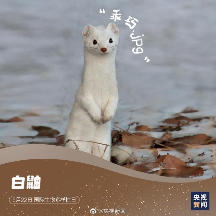 神奇动物在哪里这些表情包常客告诉你