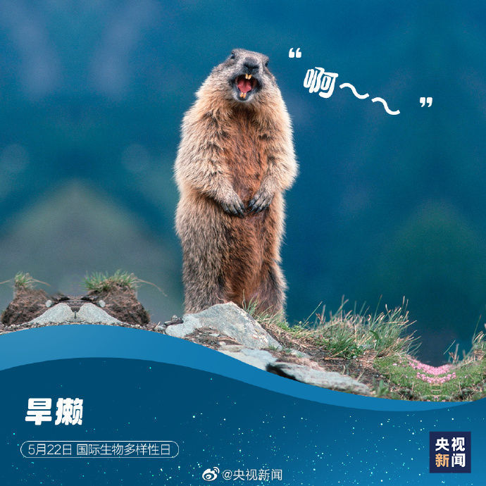 国际生物多样性日请查收这些神奇动物表情包