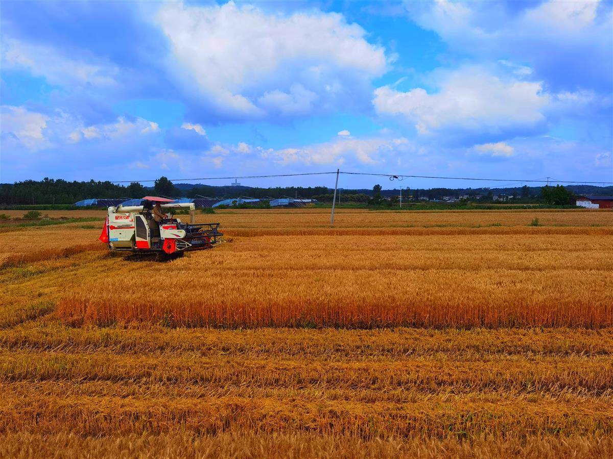 记者现场看到,这里种植的品种包括鄂t45048,鄂麦006,鄂麦007,扶麦368