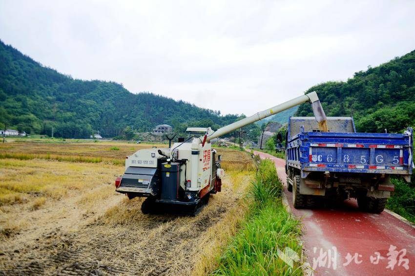 竹山县官渡镇铁牛助力500亩高山麦田丰收