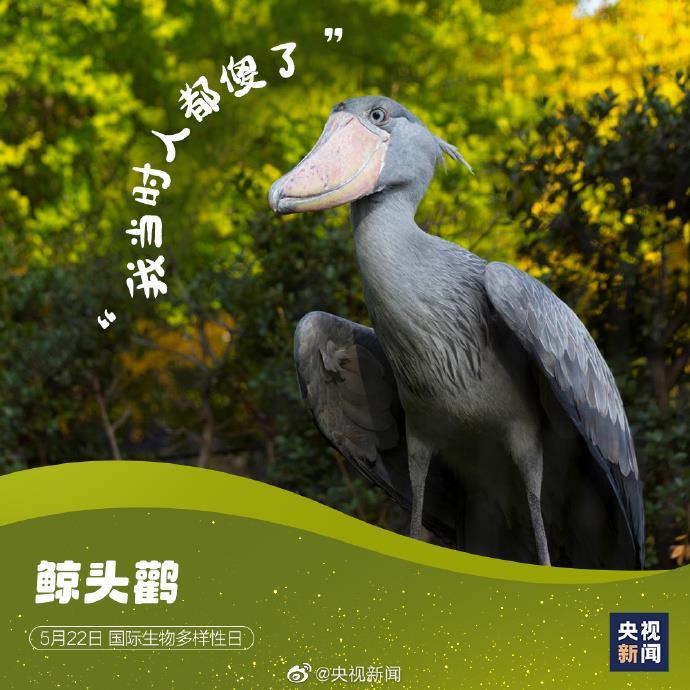 神奇动物在哪里这些表情包常客告诉你