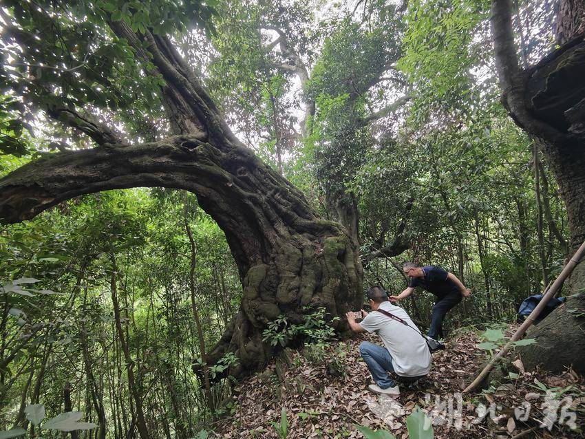 竹溪惊现2000多年的铁匠木古树