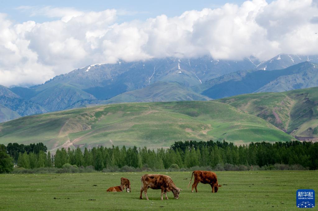 新疆那拉提草原美景引游人