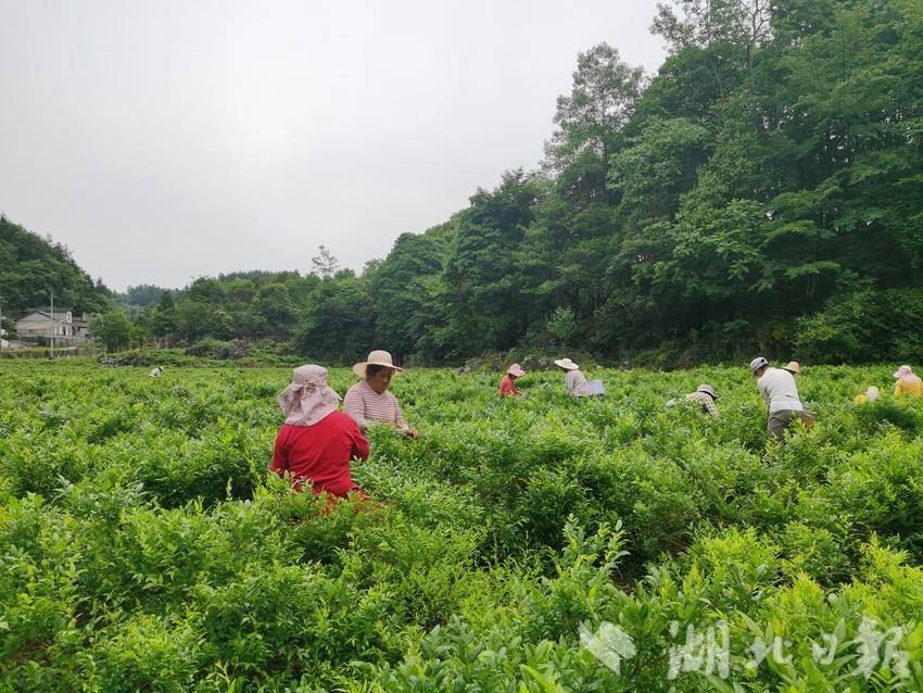 恩施市屯堡乡藤茶飘香采摘忙千亩茶园富家乡