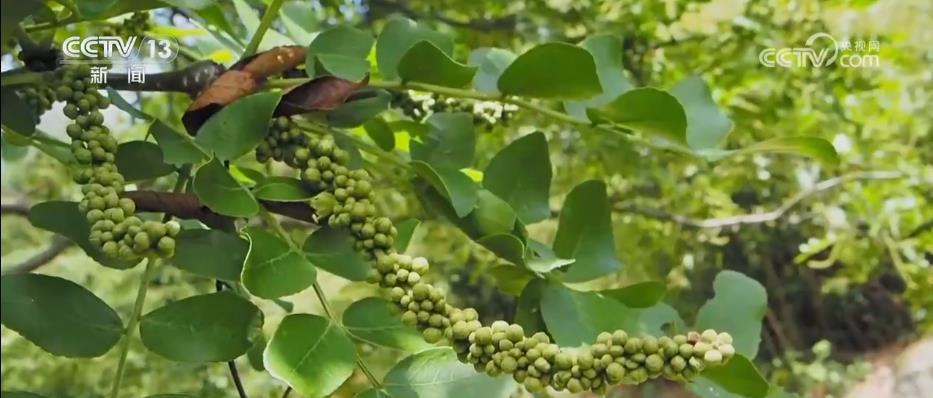 衡山自然保护区新发现野生绒毛皂荚