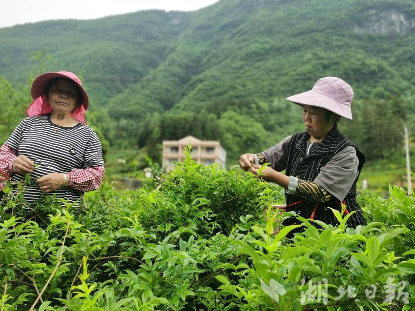 恩施市屯堡乡藤茶飘香采摘忙千亩茶园富家乡