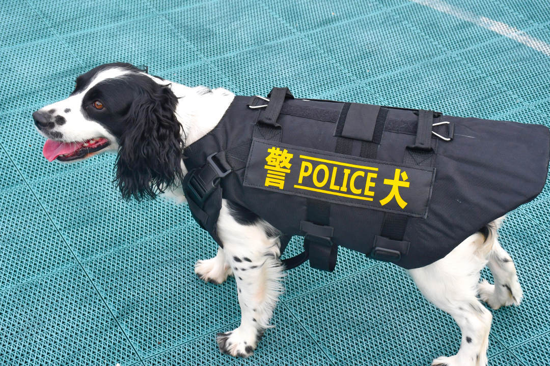 3岁的警犬"菲菲"是一只体重只有16公斤的史宾格缉毒犬,其擅长查缉