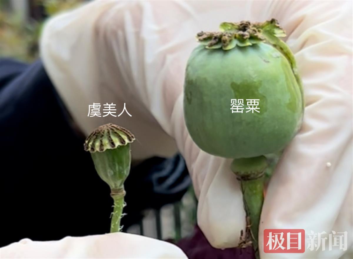 罂粟和虞美人区别图片