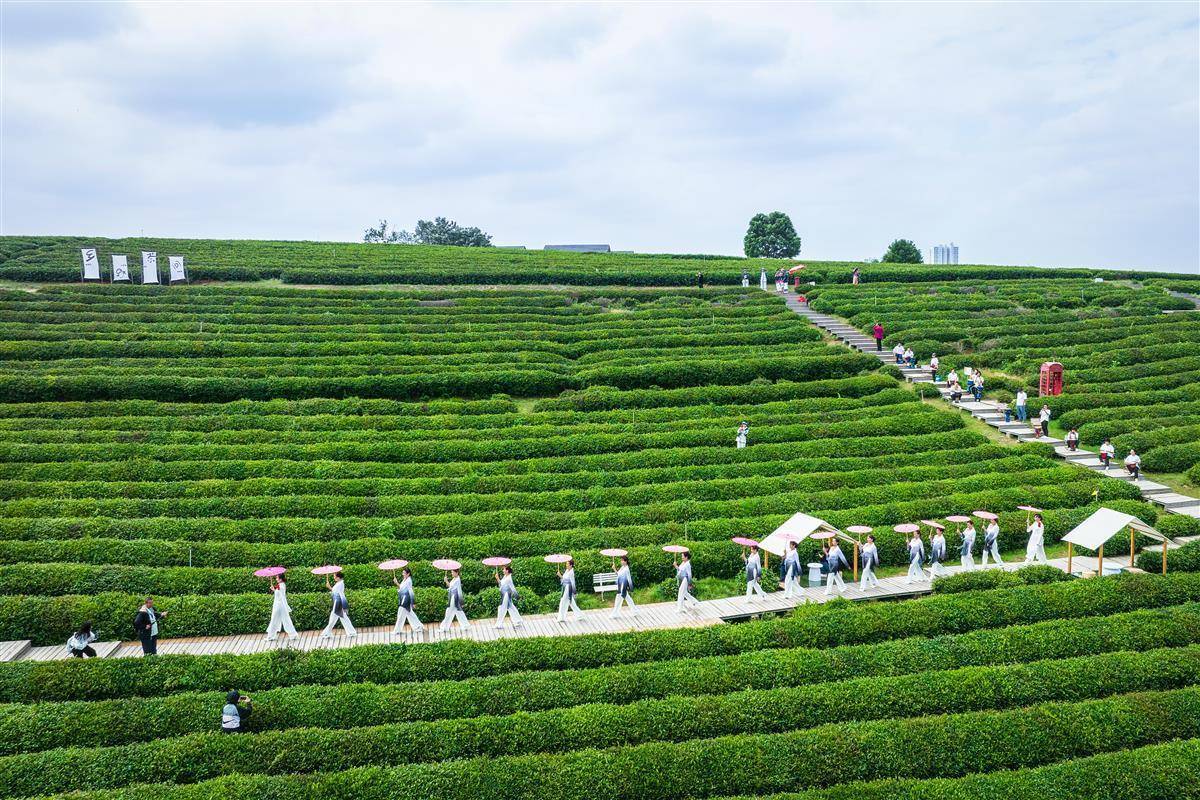 观光采风寻茶香非遗茶文化走进东西湖柏泉茶园