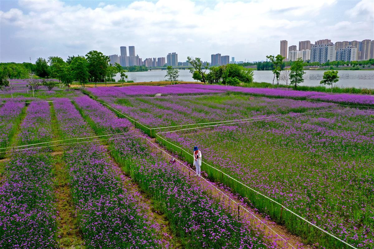 武汉径河畔有片紫色花海